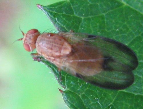 Minettia inusta
